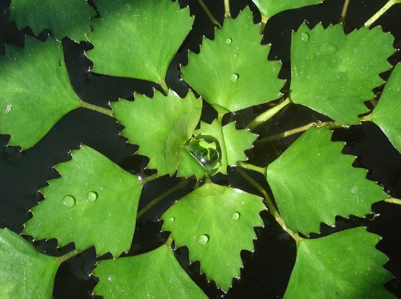 Trapas nantans, water chestnut, rosette floating plant, chestnut,
