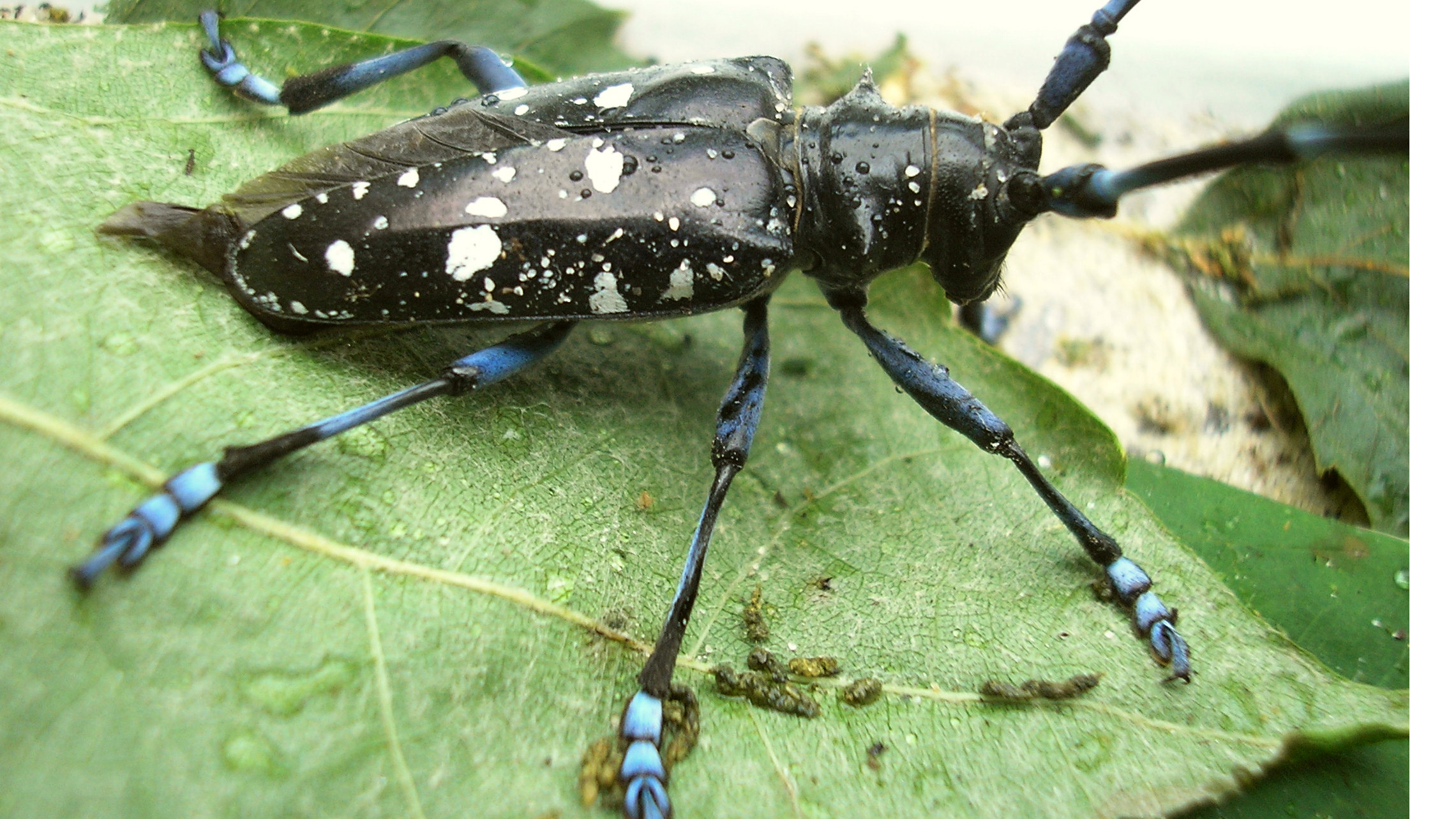 Asian Longhorned Beetle SLELO PRISM