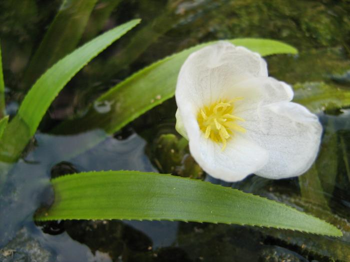 Water soldier SLELO PRISM