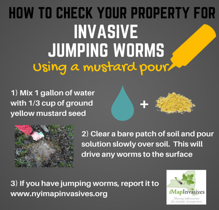 Asian Jumping Worm (Amynthas spp.) SLELO PRISM