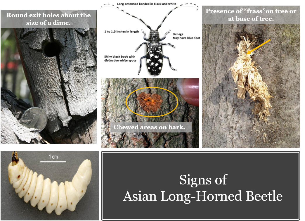 Asian Longhorned Beetle – SLELO PRISM