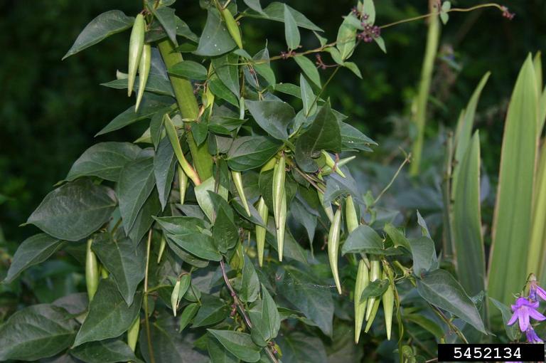 Black and Pale Swallow-wort – SLELO PRISM