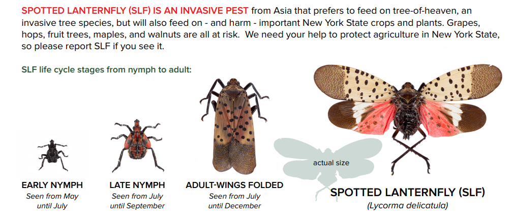 Spotted Lanternfly Slelo Prism