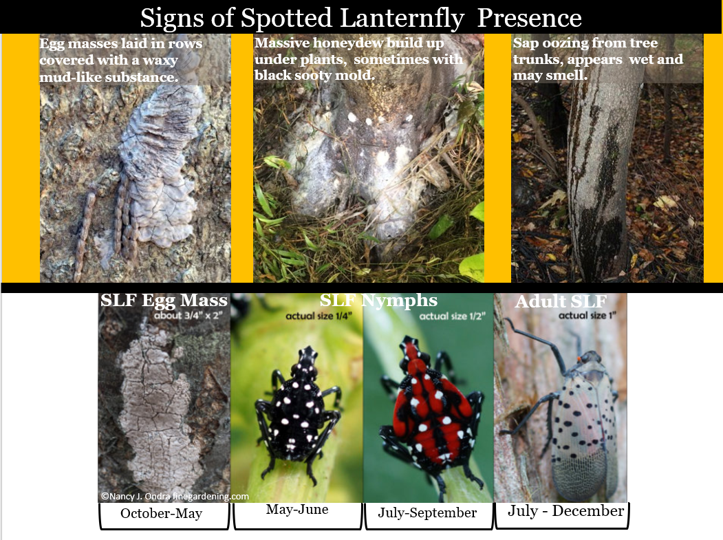 Spotted Lanternfly Slelo Prism