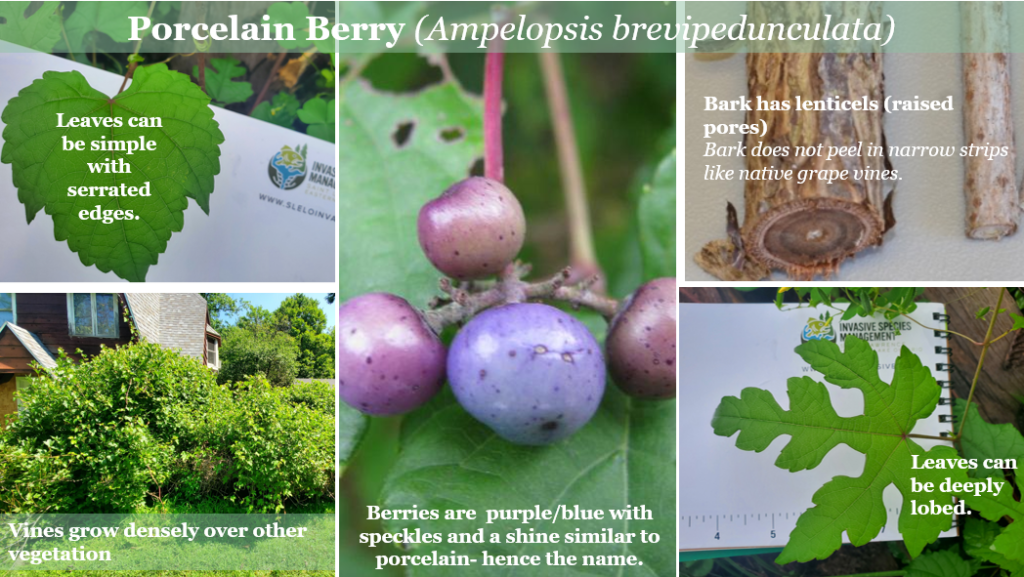 Porcelain Berry SLELO PRISM