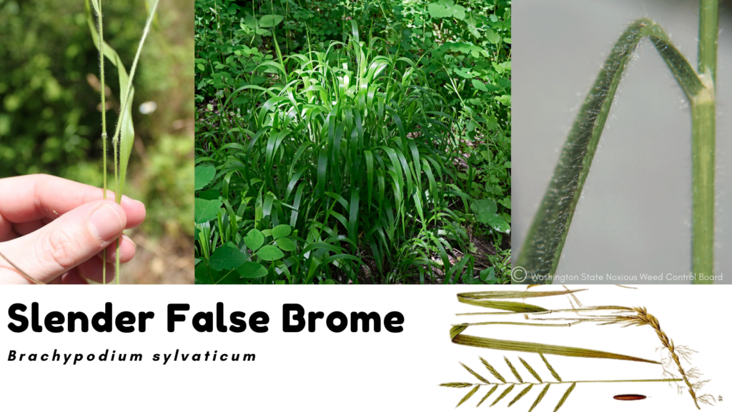 False brome identification and control: Brachypodium sylvaticum